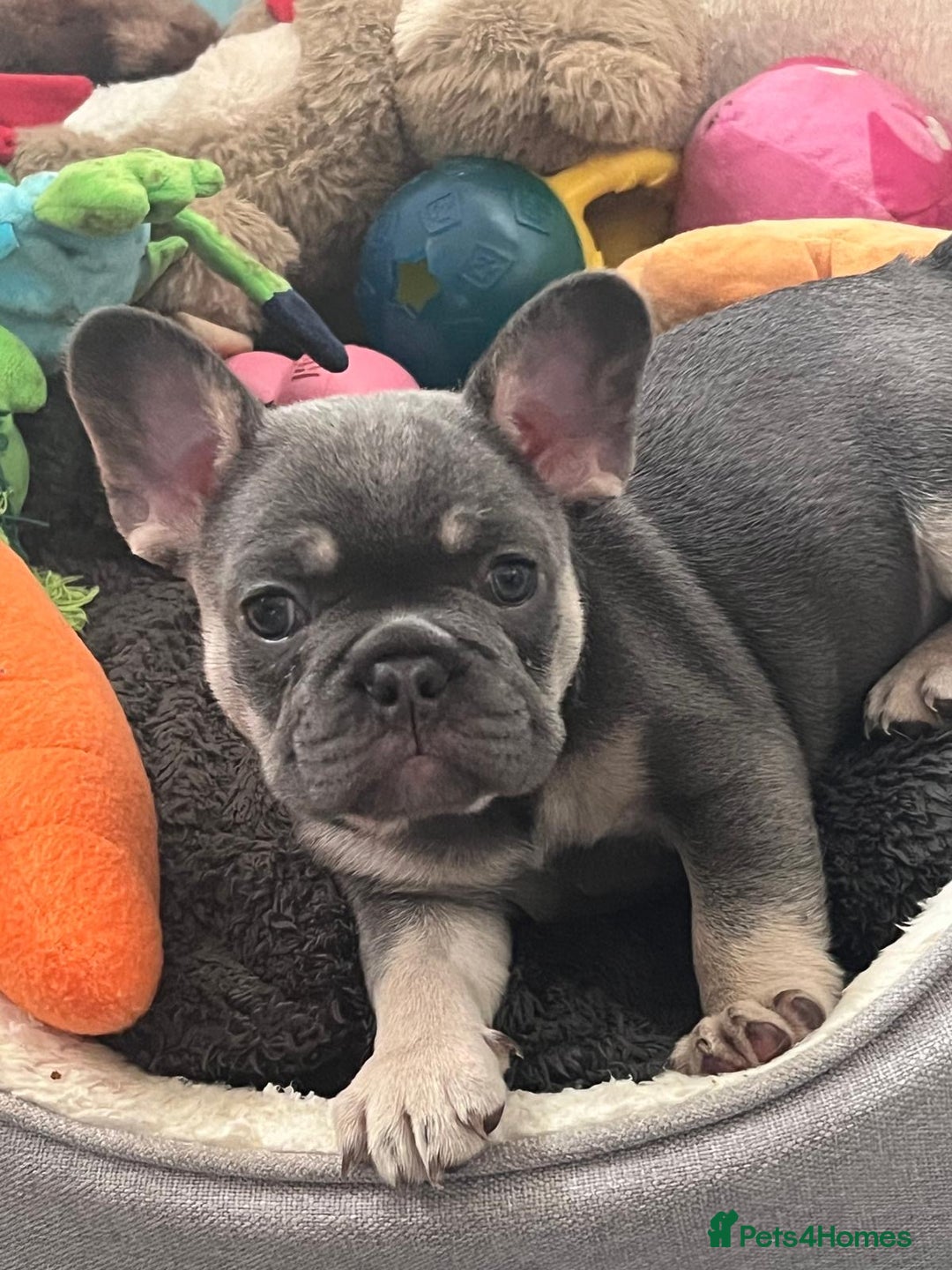 French Bulldog dogs for sale: London’s French Bulldog Puppies 🏴󠁧󠁢󠁥󠁮󠁧󠁿 - Advert 21