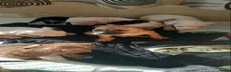 Mixed Breed dogs for sale: Staffy x presa x corso puppies  - Advert 4