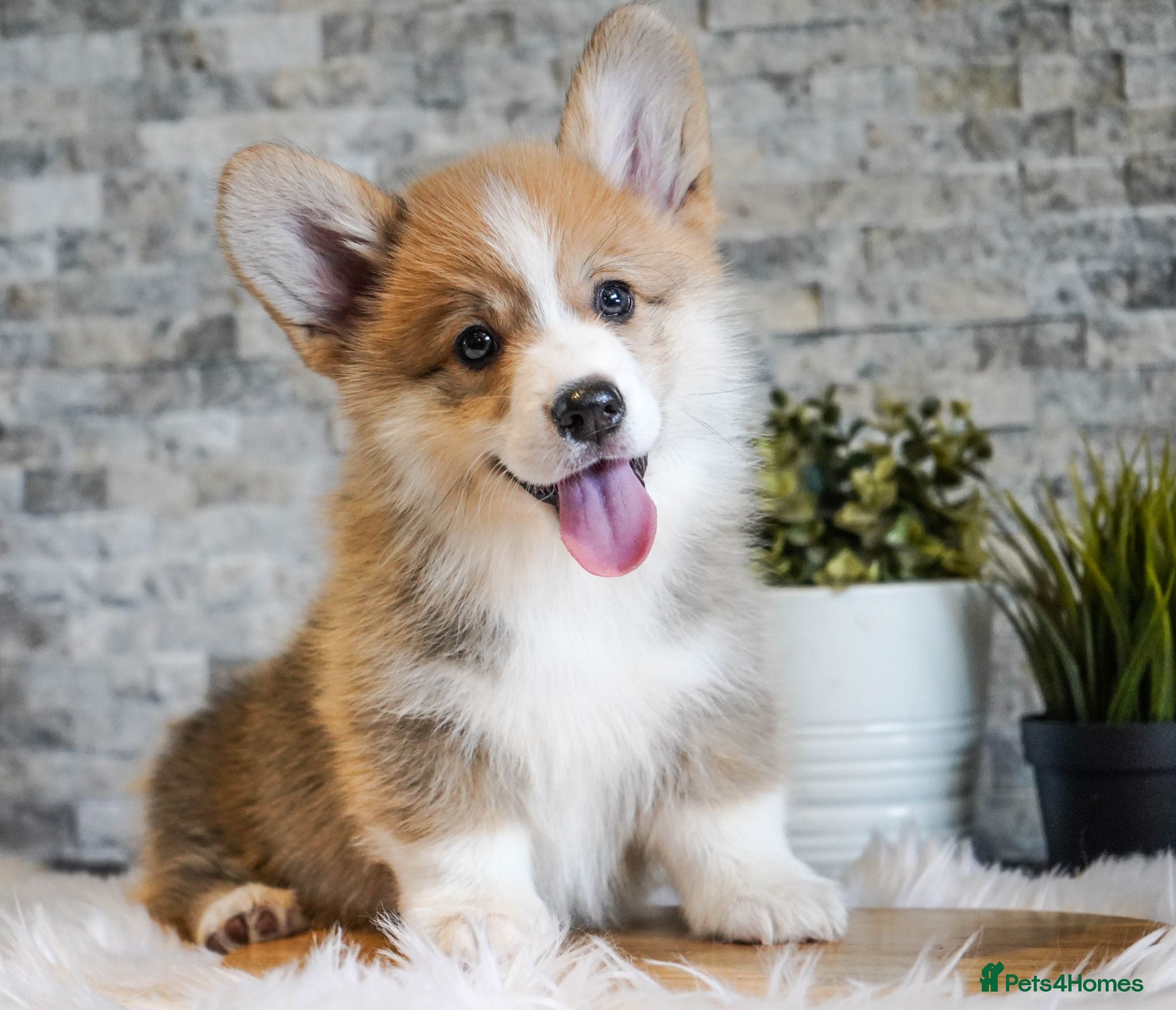 Welsh Corgi Pembroke dogs Welsh Corgi (Pembroke) - Advert 1