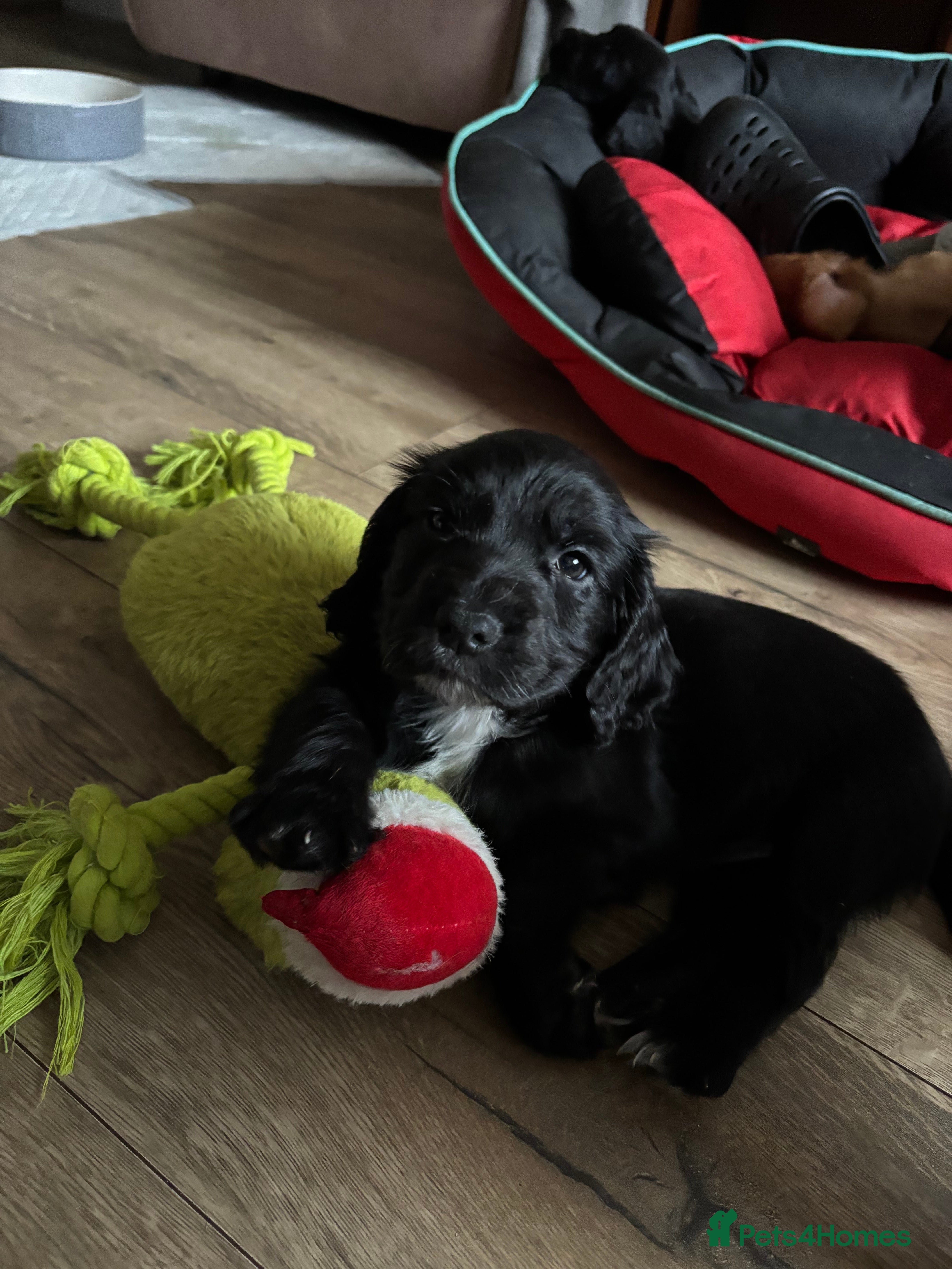 Cocker Spaniel dogs Working Cocker Spaniel Pups - Advert 14
