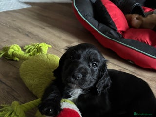 Cocker Spaniel dogs Working Cocker Spaniel Pups - Advert 14