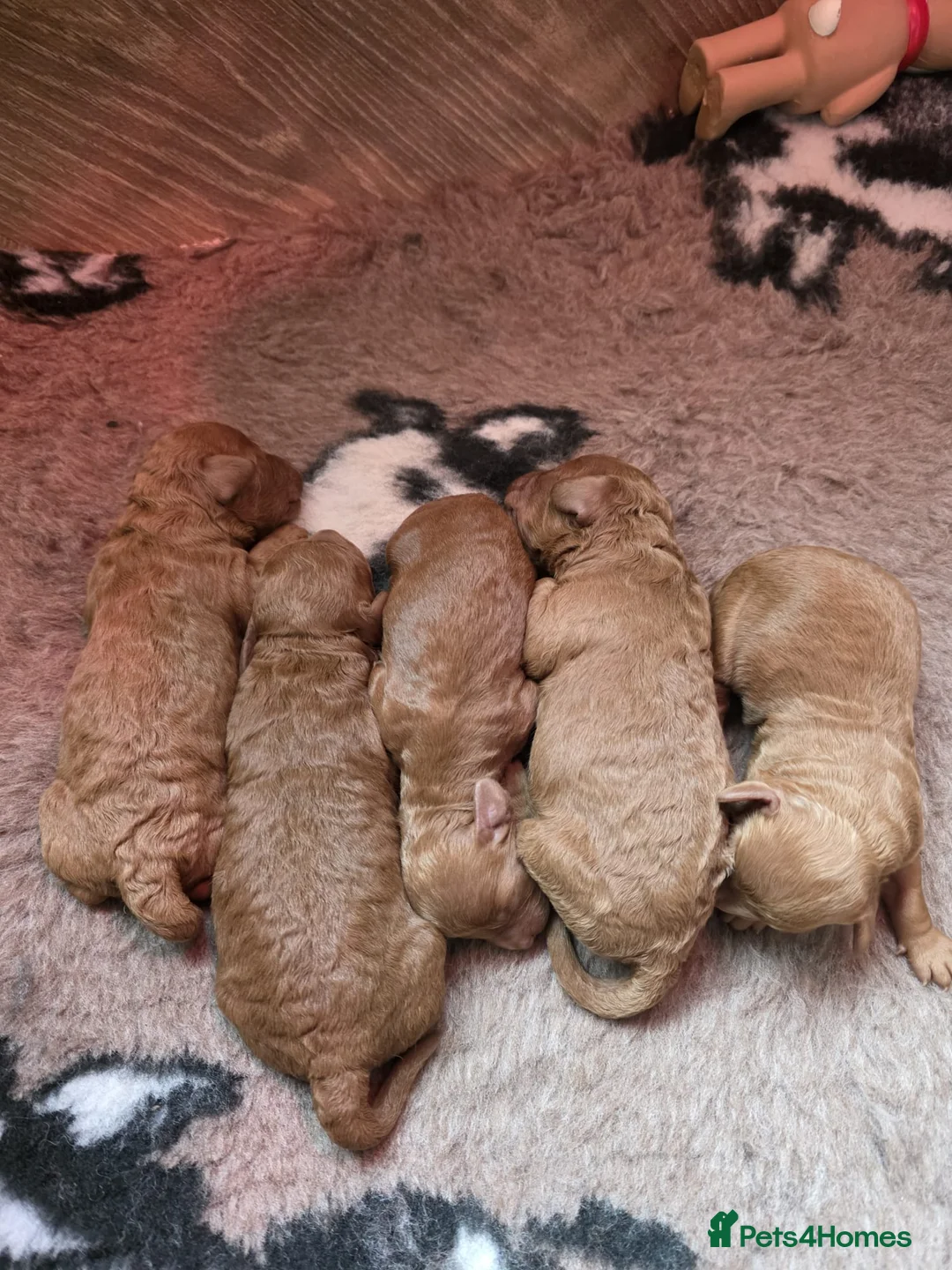 Cavapoo dogs for sale: Cavapoo Litter - Advert 1