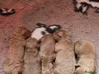 Cavapoo dogs Cavapoo Litter - Advert 18