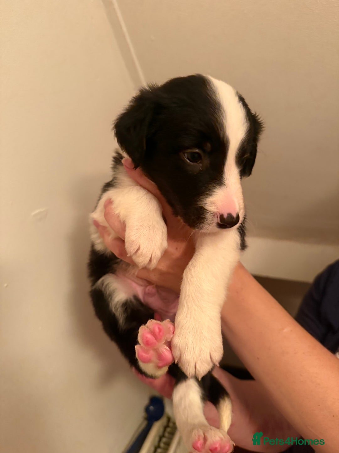 Border Collie dogs for sale: Border collie pups - Image 6