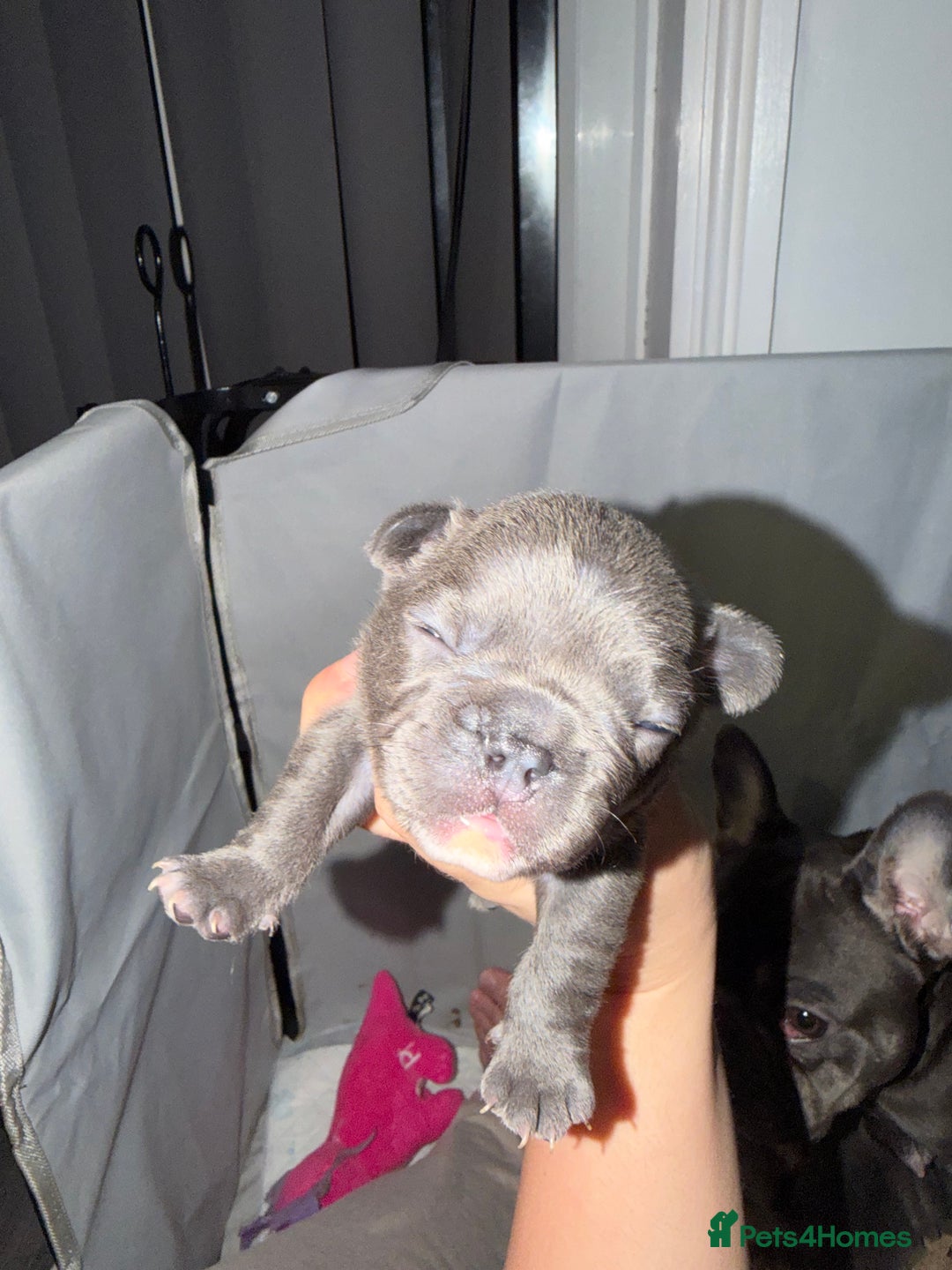 French Bulldog dogs for sale: Gorgeous Lilac, Pink Isabella, & Blue Frenchies - Advert 19