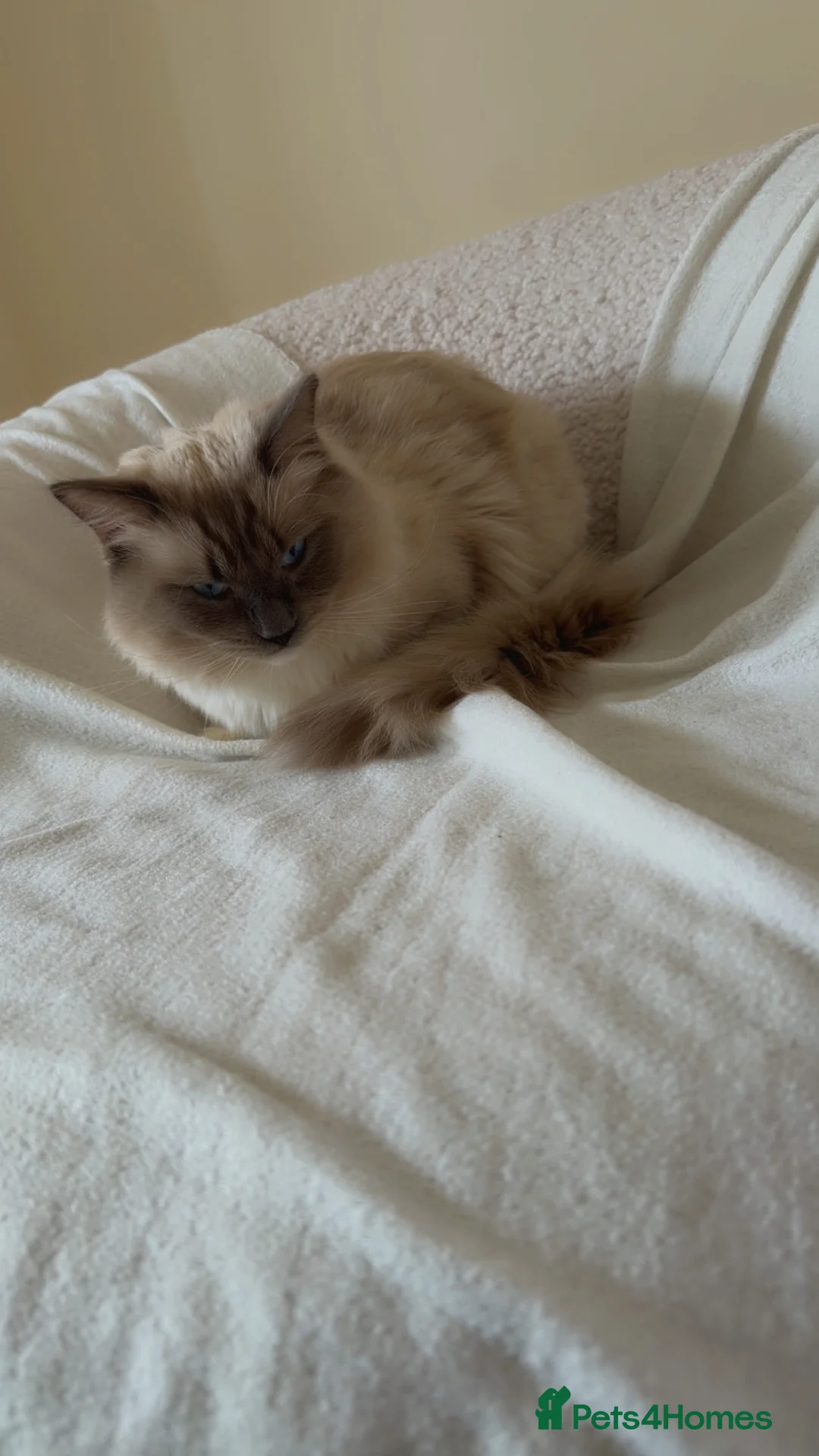 Ragdoll cats for sale: Beautiful 1-Year-Old Male Ragdoll Cat - Advert 6