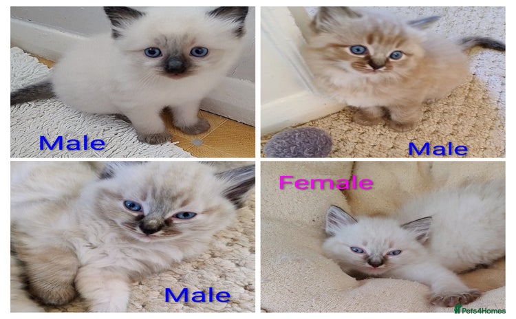 Ragdoll cats - Advert 1