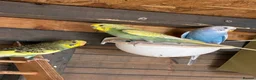 Budgerigars birds for sale: Aviary-bred Budgies’s  - Advert 15