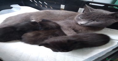 Mixed Breed cats Friendly kittens, well handled  - Advert 1