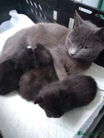 Mixed Breed cats Friendly kittens, well handled. 1 black girl left. - Advert 7