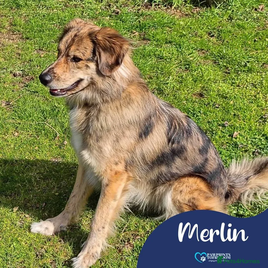 Mixed Breed dogs for adoption: Meet Merlin,currently residing in Gloucestershire  in Gloucester - Advert 1