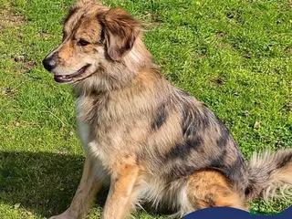Mixed Breed dogs Meet Merlin,currently residing in Gloucestershire - Advert 2