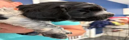 Cocker Spaniel dogs for sale: Beautiful blue roan cocker spaniel show puppies  - Advert 6