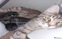 Maine Coon cats for sale: Blue/Silver Tabby Main Coon - Image 6