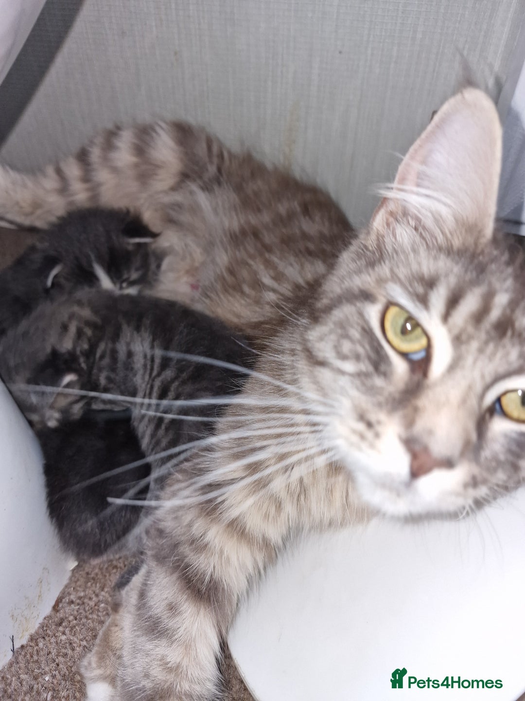 Maine Coon cats for sale: Blue/Silver Tabby Main Coon - Image 6