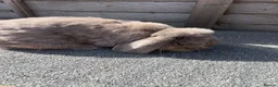 Mini Lop rabbits for sale: Mini lop bucks for sale  - Advert 5