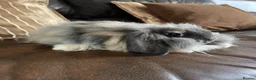 Netherland Dwarf rabbits for sale: ⭐️ Baby rabbits looking for new home ⭐️ - Advert 29