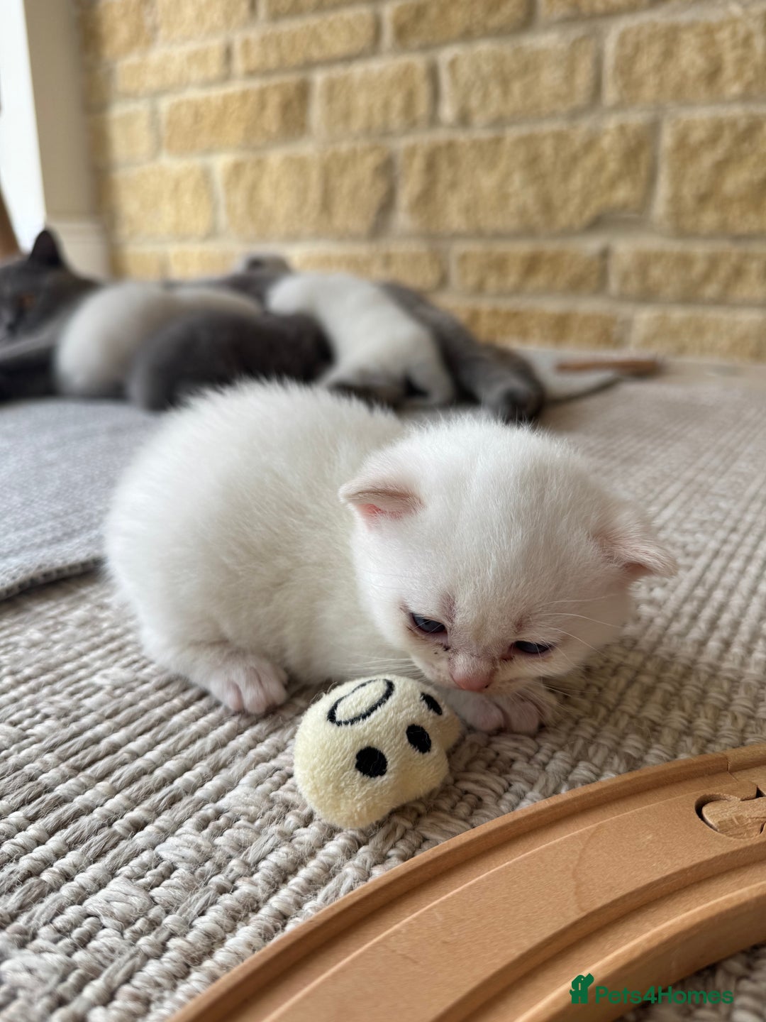 British Shorthair cats for sale: PEDIGREE BRITISH SHORTHAIR KITTENS COLOURPOINT - Image 17