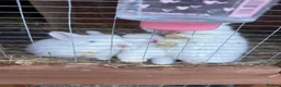 Mixed Breed rabbits for sale: Netherland dwarf x mini lop bunnies - Advert 5