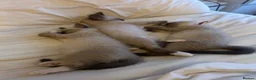 Snowshoe cats for sale: Beautiful Snowshoe Kittens – Ready to Leave Now - Advert 9