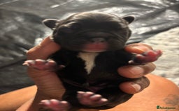 French Bulldog dogs for sale: Black/grey/White Frenchie  - Image 1