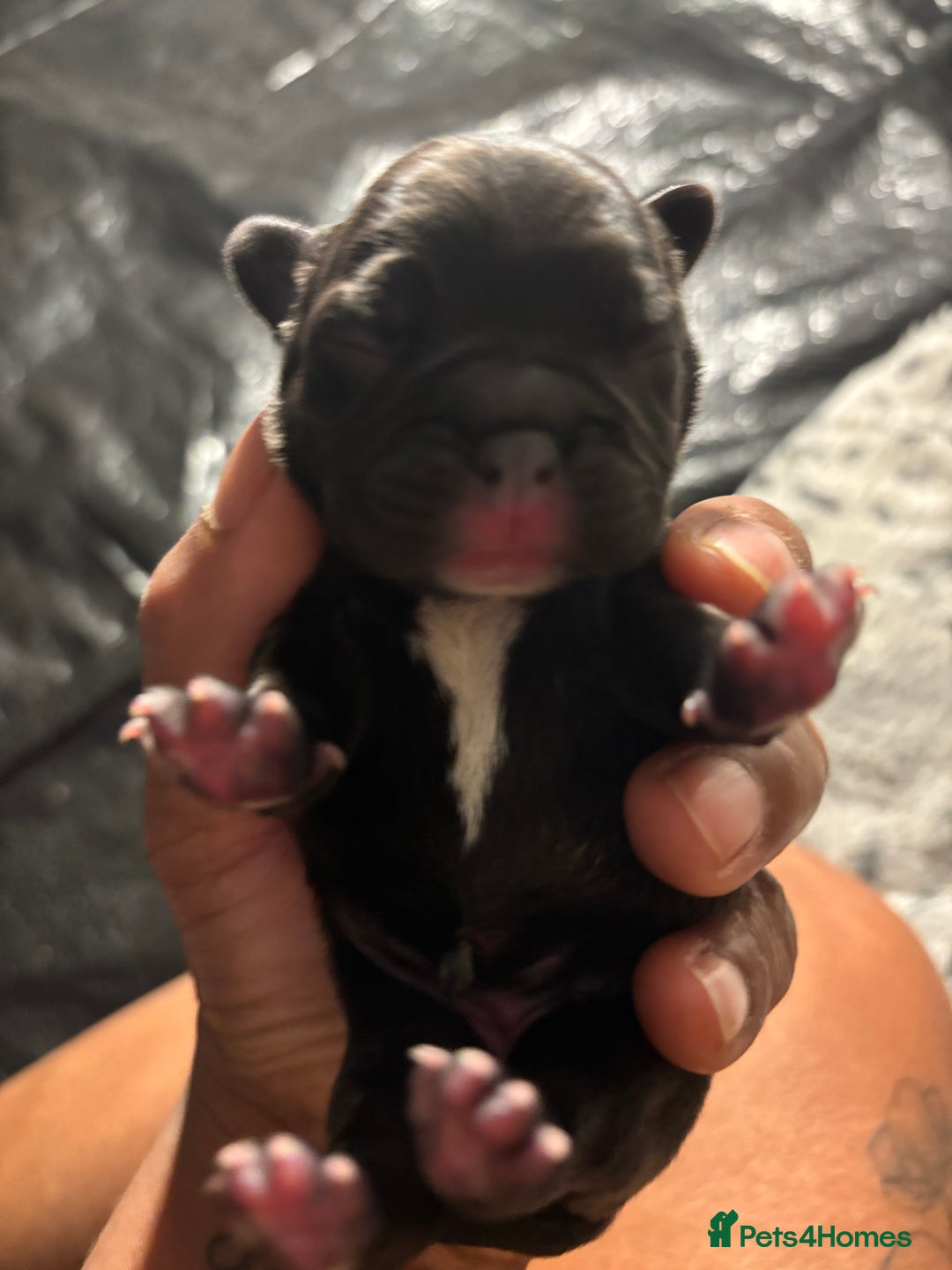 French Bulldog dogs for sale: Black/grey/White Frenchie  - Image 1