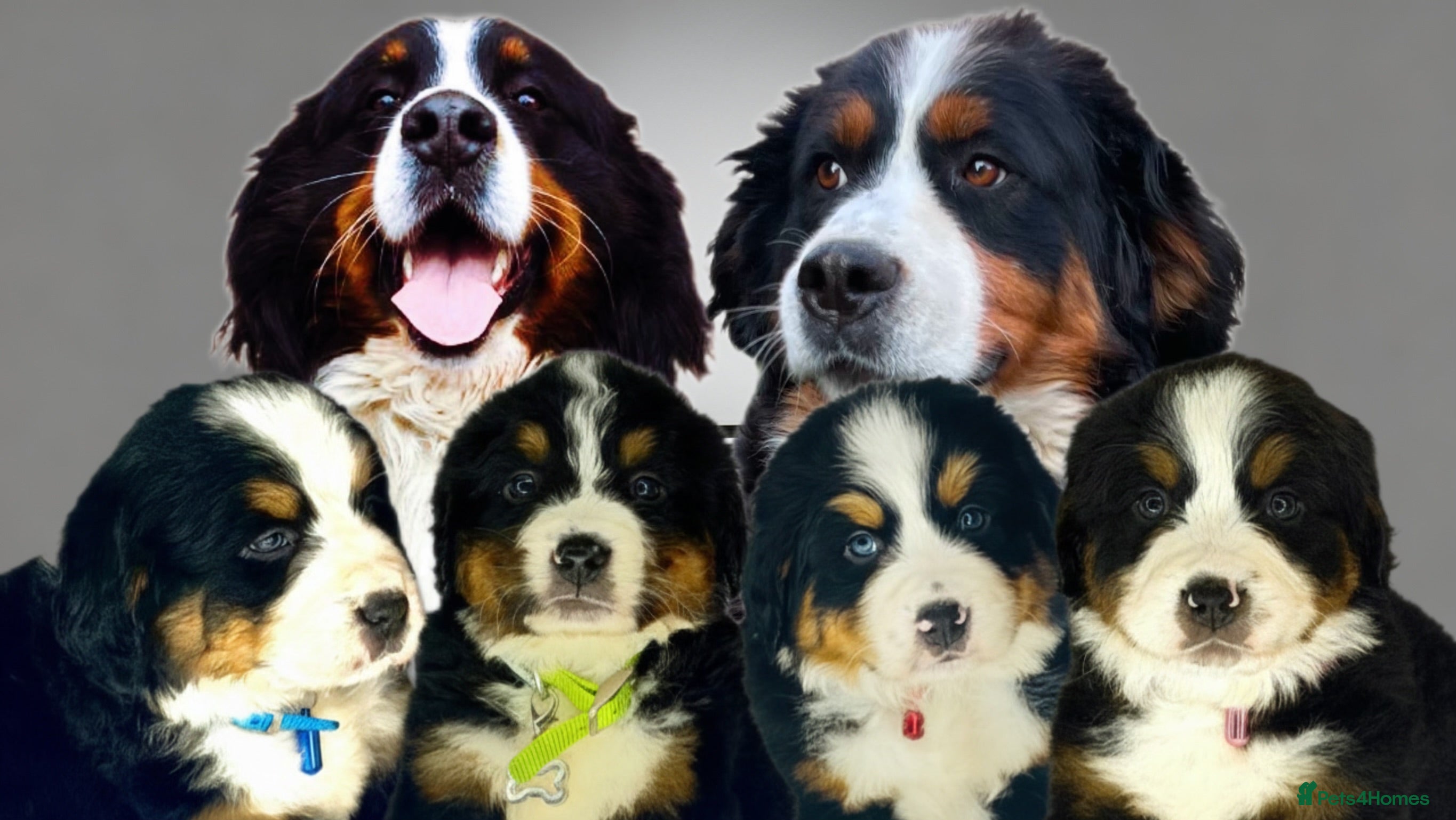 Bernese Mountain Dog dogs Bernese mountain puppies  - Advert 1