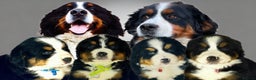 Bernese Mountain Dog dogs for sale: Bernese mountain puppies  - Advert 1