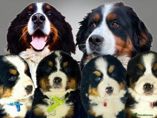 Bernese Mountain Dog dogs Bernese mountain puppies - Advert 1