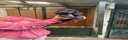 Cocker Spaniel dogs for sale: Gamekeeper bred - Advert 3