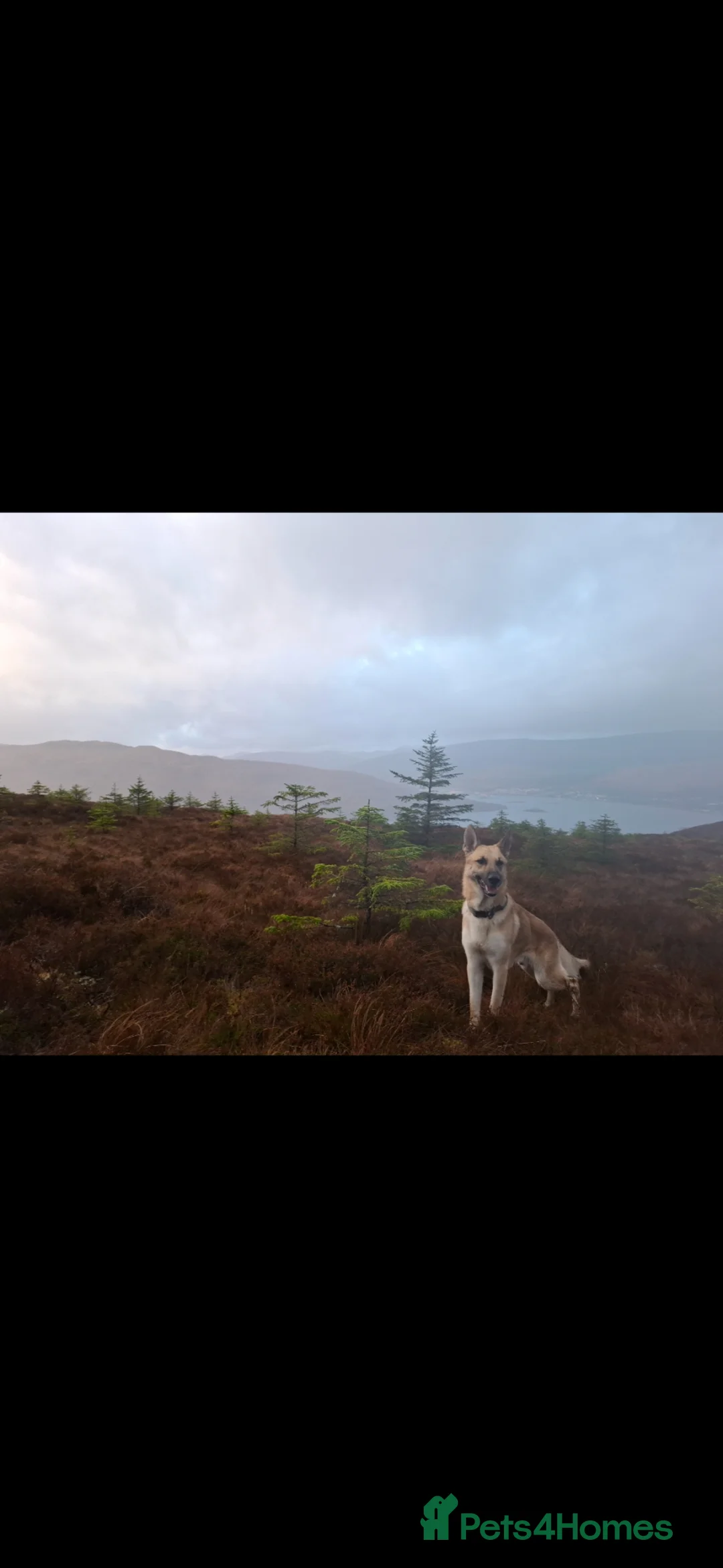 German Shepherd dogs for sale: German Shepherd - Loyal and Protective. - Advert 2