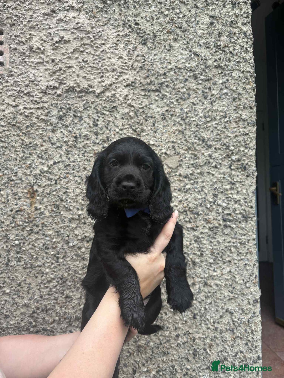 Cocker Spaniel dogs for sale: Working cocker spaniel  - Image 2