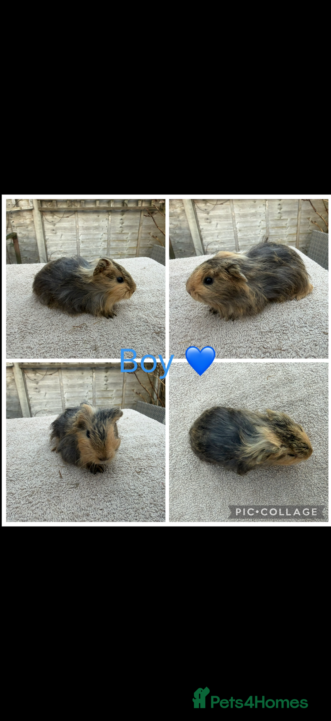 Guinea Pig rodents for sale: Male & Female Guinea pigs 👀 for new laps 🥰 - Advert 3