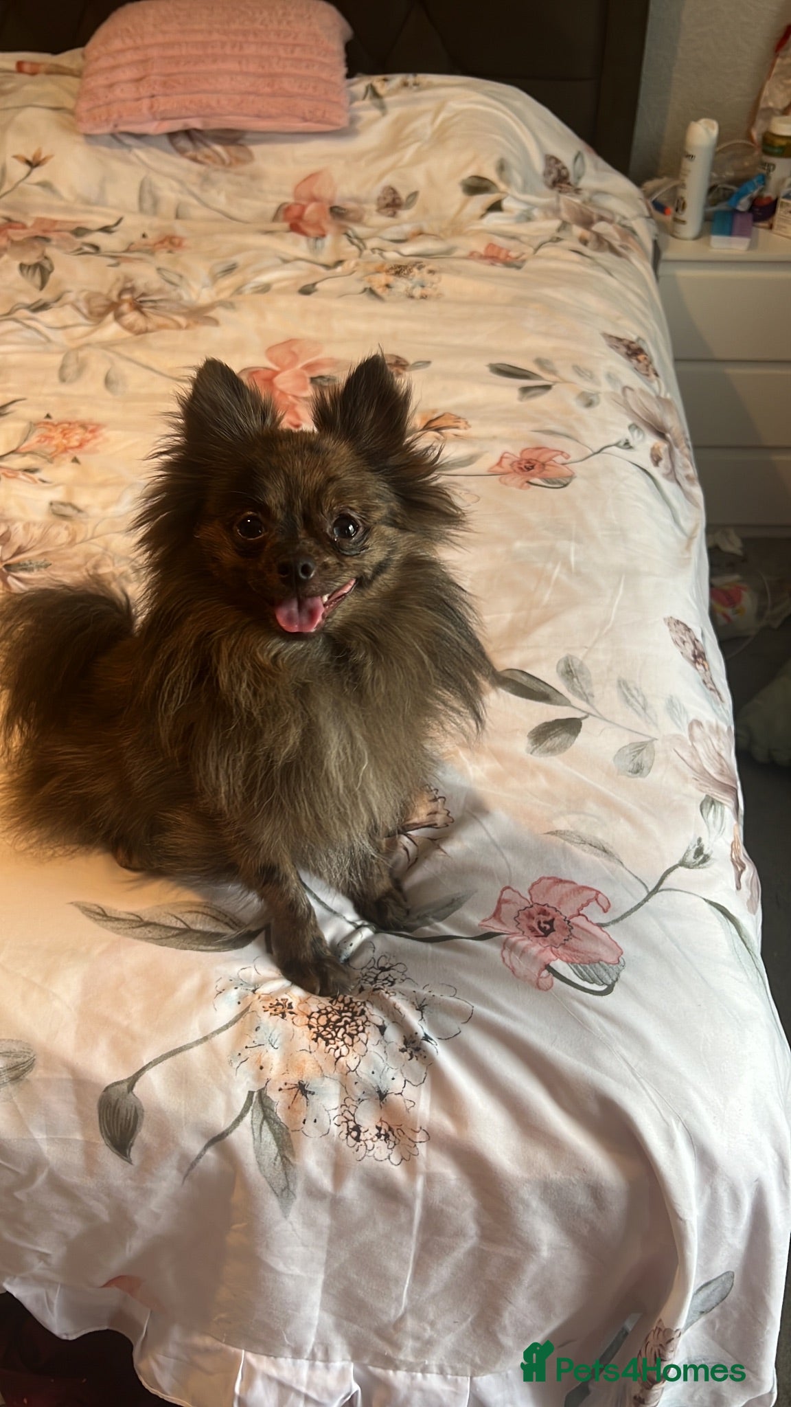 Pomeranian dogs OSCAR young Pom Male for sale  - Advert 1
