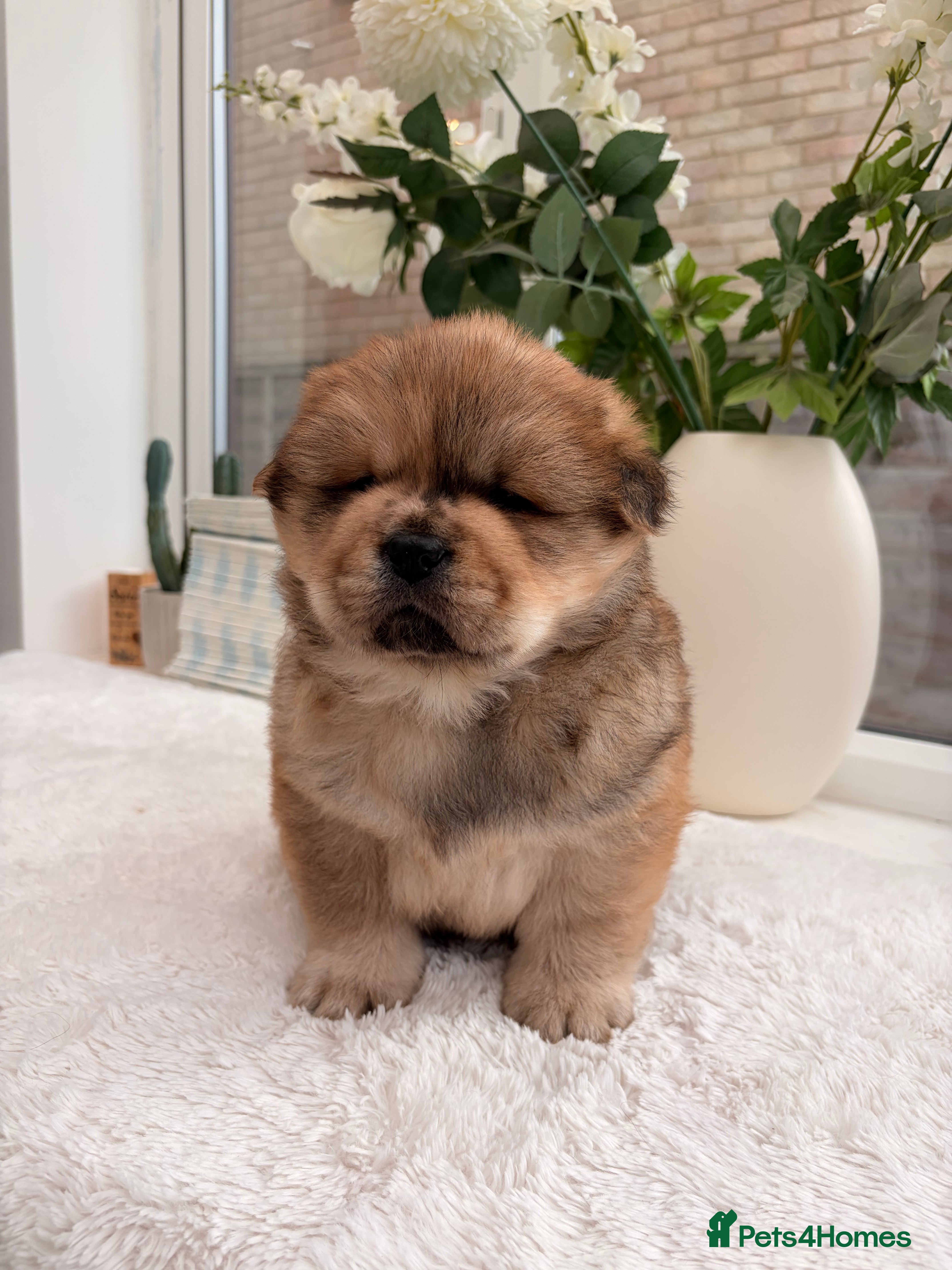 Chow Chow dogs Beautiful Chowchow puppies  - Advert 9