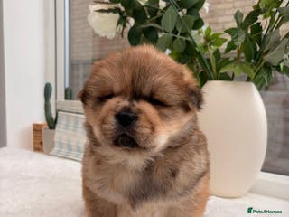 Chow Chow dogs Beautiful Chowchow puppies - Advert 9