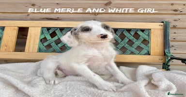 Mixed Breed dogs in Rhayader - Advert 4