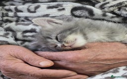British Longhair cats for sale: Beautiful female kitten  - Image 7