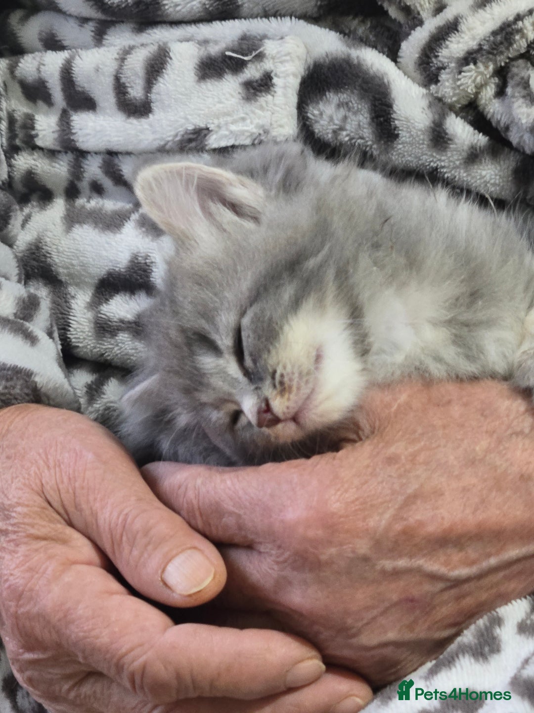 British Longhair cats for sale: Beautiful female kitten  - Image 7