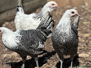 Chickens poultry - Advert 19