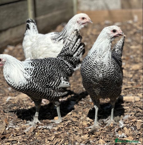 Chickens poultry - Advert 2