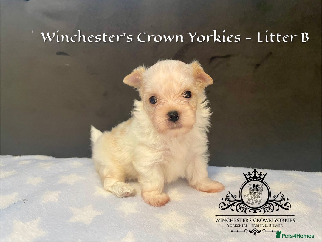 Yorkshire Terrier dogs for sale: ❤️ Champion heritage KC reg.PEDIGREE puppies! 🐶❤️ - Image 11