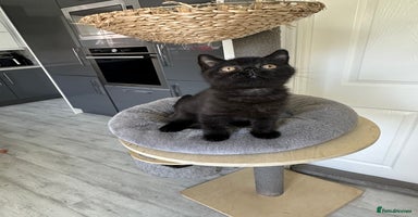 British Shorthair cats - Advert 8