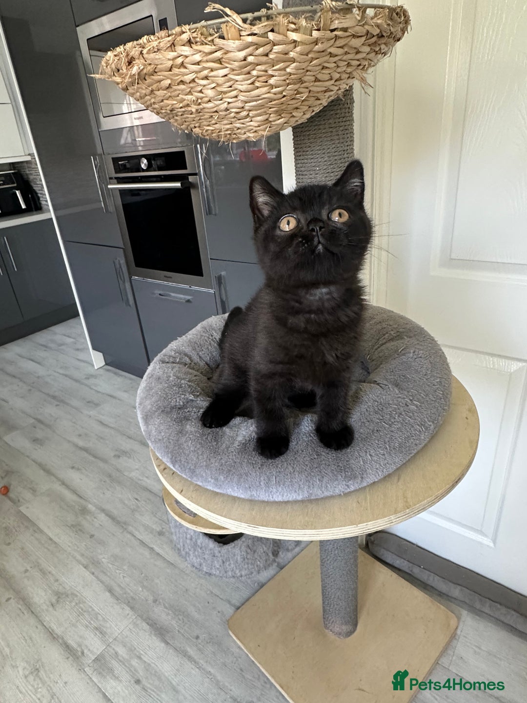 British Shorthair cats for sale: Gccf pedigree black little boy  - Image 1