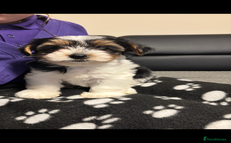 Biewer Terrier dogs *Last boy ready for new home*Pure Biewer Terriers - Advert 1