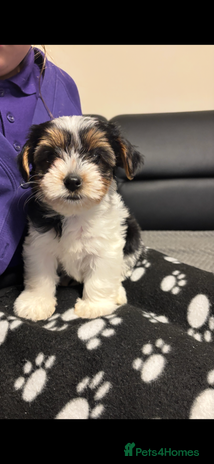 Biewer Terrier dogs *Last boy ready for new home*Pure Biewer Terriers - Advert 1