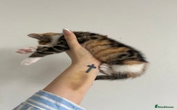 British Shorthair cats for sale: Calico kitten female  - Image 2