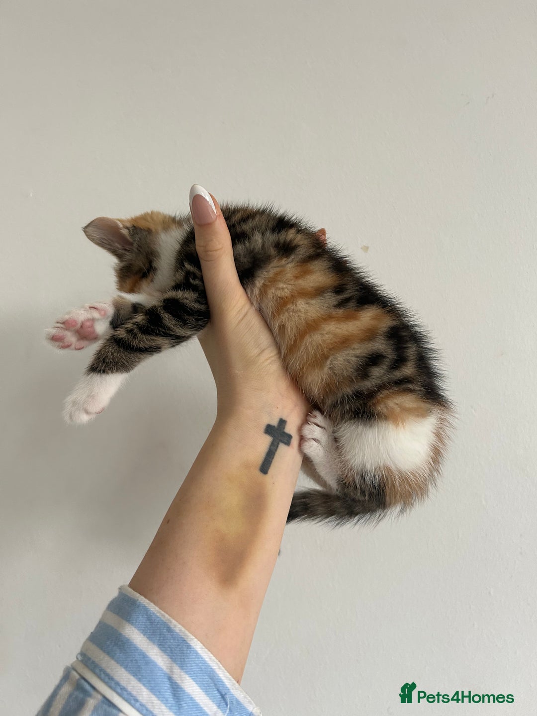 British Shorthair cats for sale: Calico kitten female  - Image 2