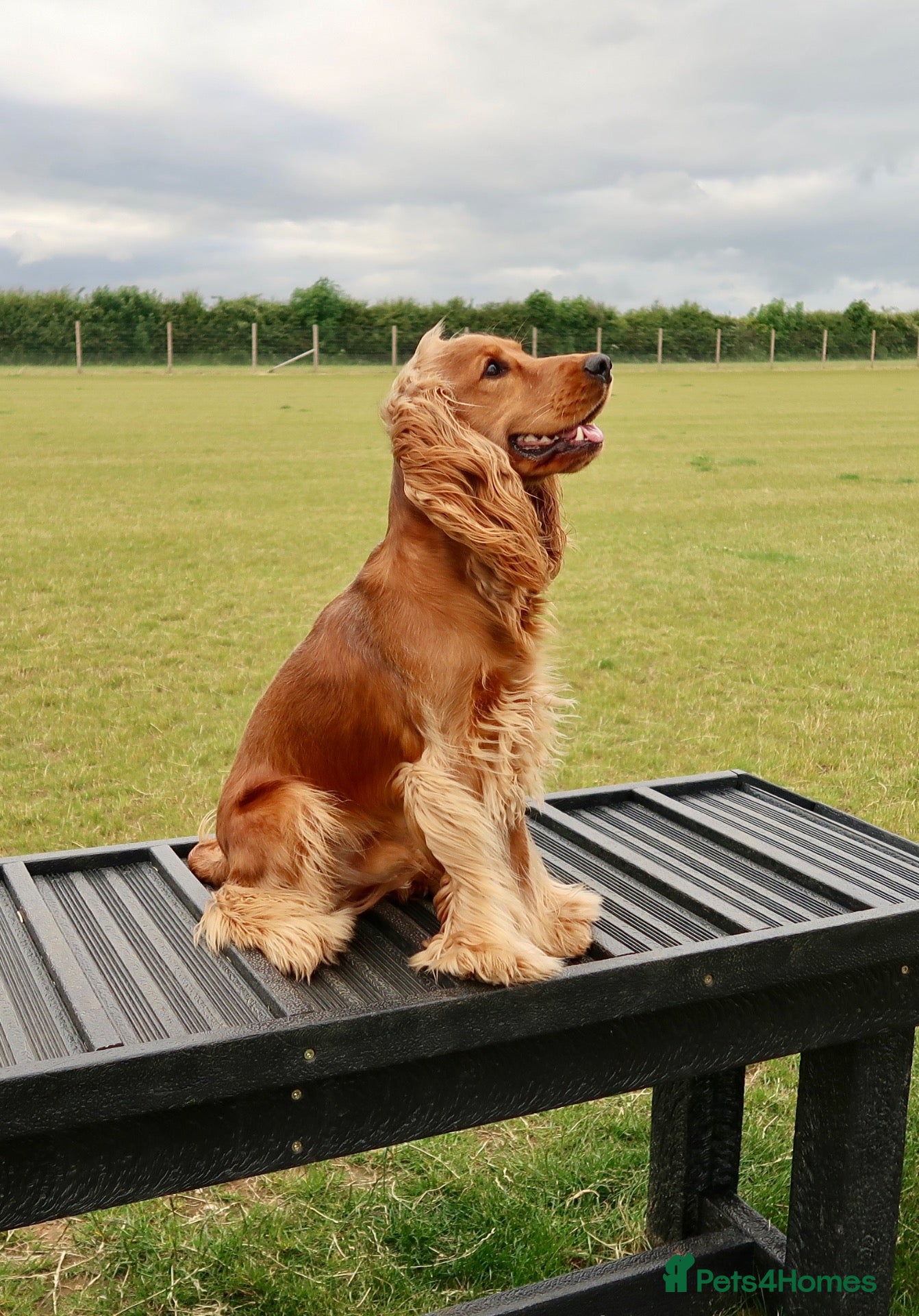 Cocker Spaniel dogs Show Cocker Spaniel at Stud  - Advert 1