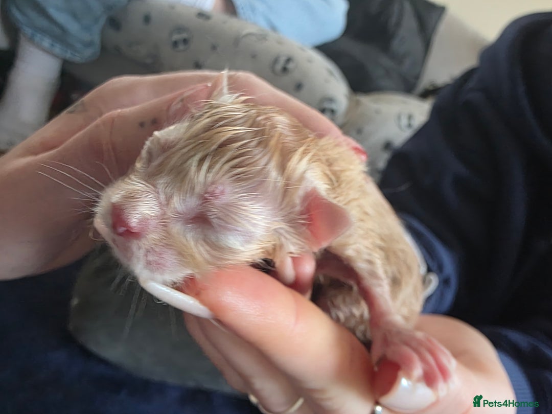 Maine Coon cats for sale: Russian maincoon kittens  - Advert 6